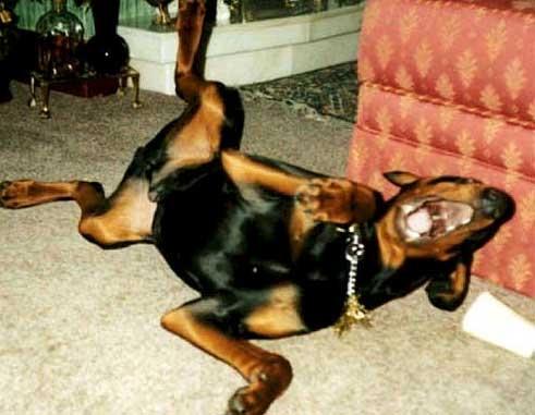 laughingdog.jpg