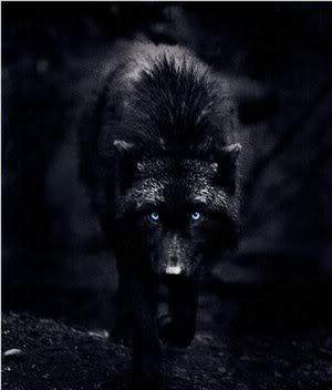 ____Black_Wolf_____by_XxJared_Leto_.jpg