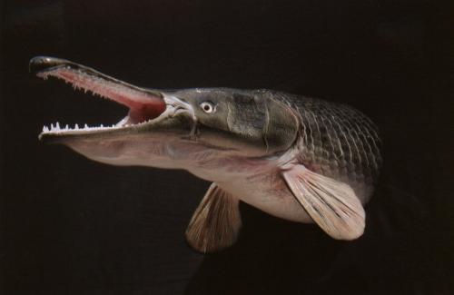 ALLIGATOR_GAR.jpg