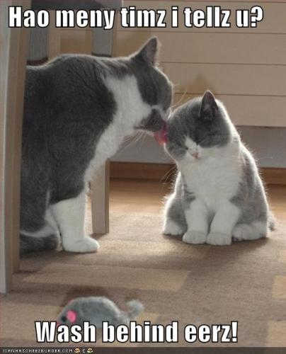 funny_pictures_mother_cat_scolds_kitten_for_not_washing_properly.jpg