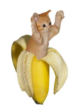 bananacat.jpg