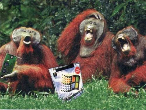 orangutans_with_windows_software.jpg